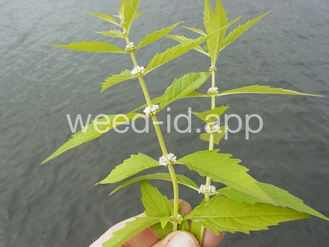 bugleweed, rough